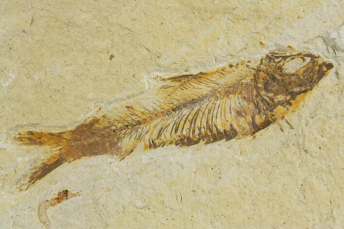 Detailed Fossil Fish (Knightia) - Wyoming #320353